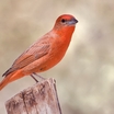 Hepatic Tanager